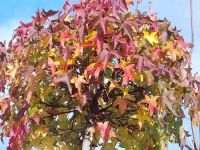 Liquidambar styraciflua Gum Ball - Kugel-Amberbaum