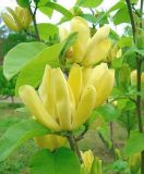 Magnolia Daphne - Gelbe Magnolie Pflanze-/Baum