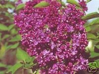 Syringa vulgaris Charles Joly - Edelflieder Pflanze-/Baum
