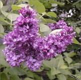 Syringa vulgaris Andenken an Ludwig Sp�th - Edelflieder Pflanze-/Baum