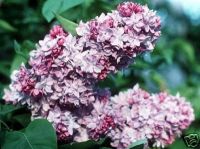 Syringa vulgaris Katharina  Havemeyer - Edelflieder Pflanze-/Baum