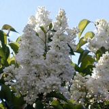 Syringa vulgaris Mme. Lemoine - Edelflieder Pflanze-/Baum