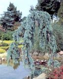 Cedrus atlantica Glauca Pendula - Blaue H�nge-Zeder Baum