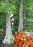 Taxodium distichum - Sumpfzypresse Baum