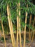 Phyllostachys vivax Aureocaulis - Zauber-Bambus Pflanze