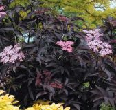 Sambucus nigra Black Beauty - Rotblaubiger Holunder Pflanze