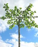 Platanus hispanica - Platane - Dach-/Schirmform