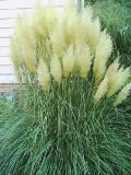 Cortaderia selloana - Pampasgras Weiss