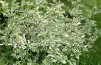 Cornus alba Elegantissima - Weissbunter Hartriegel Pflanze