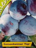 Prunus domestica - S�ulen-Pflaumen Baum Geisenheimer Top
