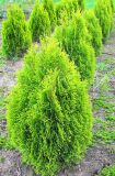 Thuja occidentalis Golden Smaragd - Lebensbaum Hecke-/Pflanze