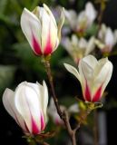 Magnolia Sunrise - Zweifarbige Magnolie Pflanze-/Baum