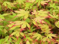 Acer palmatum Little Princess - Japanischer Zwerg-F�cherahorn Baum