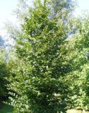Carpinus betulus - Hainbuche Hecke-/Pflanze-/Baum
