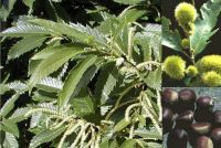 Castanea sativa Belle Epine - Esskastanien/Maronen Baum