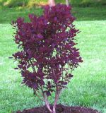 Cotinus coggygria Royal Purple - Roter Per�ckenstrauch Pflanze