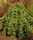 Corylus avellana Pendula - H�nge-Haselnuss Pflanze-/Baum