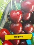 Prunus avium - Duo-S��kirschen Baum Regina und Burlat