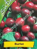 Prunus avium - Duo-S��kirschen Baum 'Regina' und 'Burlat'