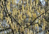 Corylus avellana - Haselnuss Pflanze-/Baum
