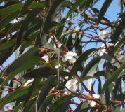 Eucalyptus pauciflora Niphophila - Schnee Eukalyptus Baum
