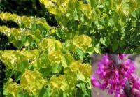 Cercis canadensis Hearth of Gold - Gold Judasbaum