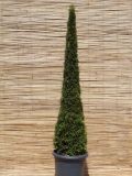 Thuja occidentalis Toscana - S�ulen Lebensbaum - Toskana