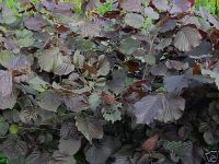 Corylus maxima Purpurea - Echte Bluthaselnuss Pflanze-/Baum