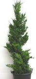 Juniperus chinensis Kaizuka - Chinesischer Wacholder Pflanze-/Baum