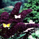 Buddleja davidii Black Night - Sommerflieder Pflanze