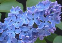 Syringa vulgaris President Lincoln - Edelflieder Pflanze-/Baum