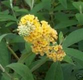 Buddleja weyeriana Sungold - Sommerflieder Pflanze