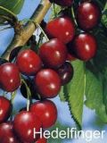 Prunus avium - Duo-S��kirschen Baum 'Regina' und 'Hedelfinger Riesenkirsche'
