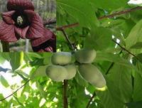 Asimina triloba Sunflower - Paw Paw Indianerbanane Baum
