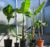 Musa basjoo - Japanische Faserbanane/Bananen Pflanze