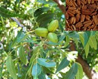 Carya illinoinensis - Pekannuss Baum