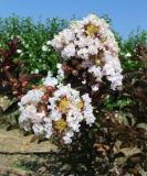 Lagerstroemia indica Burgundy Cotton - Lagerstroemie / Kreppmyrthe