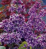 Syringa vulgaris Sensation - Edelflieder Pflanze-/Baum