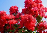 Lagerstroemia indica Dynamite - Lagerstroemie / Kreppmyrthe