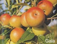 Malus domestica - Duo-Apfel Baum 'Elstar' und 'Gala'