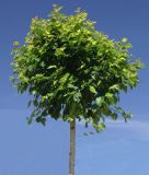 Betula pendula Magical Globe - Kugel-Birke Baum