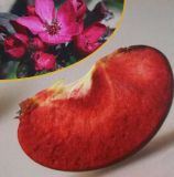 Malus domestica - Apfel Baum Baja Marisa