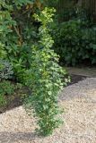 Ginkgo biloba Menhir- S�ulen-Ginkgo Baum