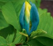 Magnolia acuminata Blue Opal -  Magnolie Pflanze-/Baum