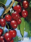 Prunus avium - Duo-S��kirschen Baum 'Sunburst' und 'Sylvia'