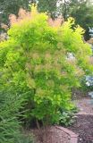 Cotinus coggygria Golden Spirit - Gelber Per�ckenstrauch Pflanze