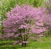 Cercis canadensis - Kanadischer Judasbaum