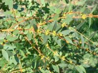 Eucalyptus Parvula - Kleinbl�ttriger Eukalyptus Baum