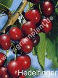 Prunus avium - Duo-S��kirschen Baum 'Sunburst' und 'Hedelfinger Risenkirsche'
