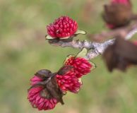 Parrotia persica - Eisenholz Baum